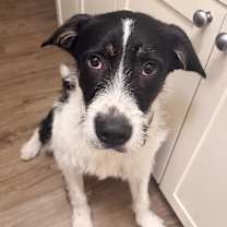 Thumbnail photo of FUZZY LUMPKIN #1