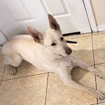 Thumbnail photo of Moro #3