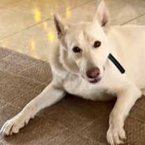 Thumbnail photo of Moro #4