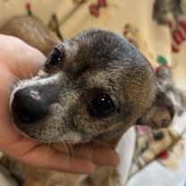 Thumbnail photo of Mollie #2