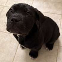 Thumbnail photo of Bane #2