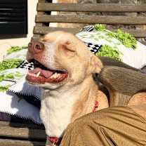 Thumbnail photo of Sadie WV #1