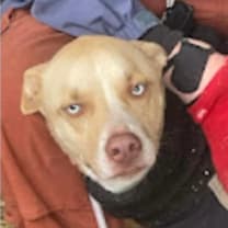 Thumbnail photo of Sadie WV #2