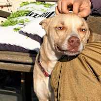 Thumbnail photo of Sadie WV #3