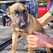 Thumbnail photo of Ruger #1