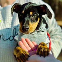 Thumbnail photo of Noah #1