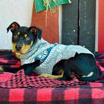 Thumbnail photo of Noah #3