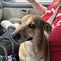 Thumbnail photo of Matcha #1