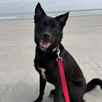 Thumbnail photo of Boo #3