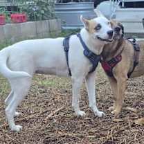 Thumbnail photo of Angel #2