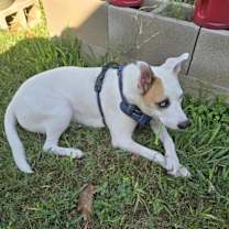 Thumbnail photo of Angel #3