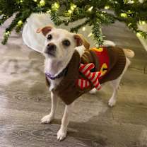 Thumbnail photo of Elfie #1