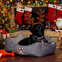 Thumbnail photo of Clover #1