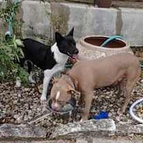 Thumbnail photo of Pugsley #3