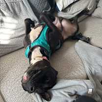 Thumbnail photo of Otis *adoption pending* #4