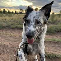 Thumbnail photo of Echo #2