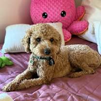 Thumbnail photo of Romeo #3