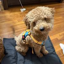 Thumbnail photo of Romeo #4