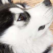 Thumbnail photo of Nicko #4