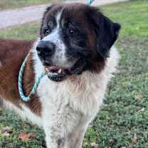 Thumbnail photo of Poncho #1