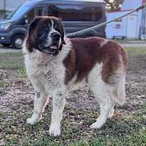 Thumbnail photo of Poncho #2