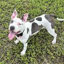 Thumbnail photo of Mika #3