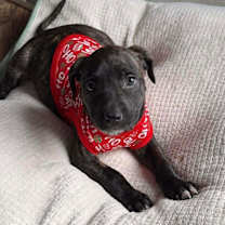 Thumbnail photo of Nougat  M (Itty Bitty Litter 2025) #1