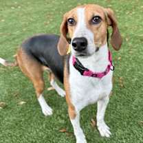 Thumbnail photo of Beatrice #4