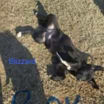 Thumbnail photo of Jingle Bells: Blizzard PKA Pup 5 #1
