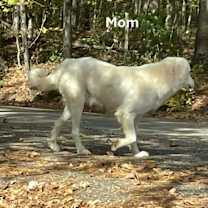 Thumbnail photo of Jingle Bells: Blizzard PKA Pup 5 #3