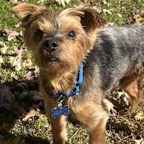 Thumbnail photo of Angus #1