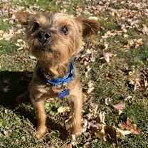 Thumbnail photo of Angus #3