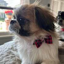 Thumbnail photo of Cookie #3