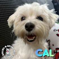 Thumbnail photo of Cal #1