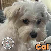 Thumbnail photo of Cal #2