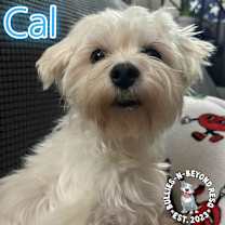 Thumbnail photo of Cal #3