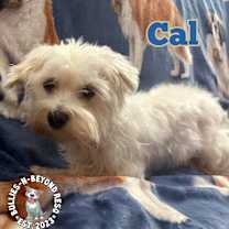 Thumbnail photo of Cal #4