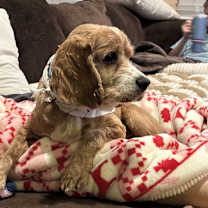 Thumbnail photo of Einstein #2