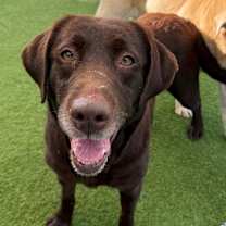 Thumbnail photo of Nadia 8602 #4