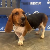 Thumbnail photo of DELTA #1