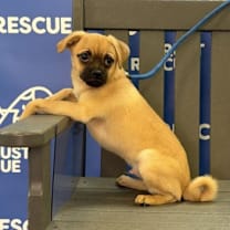 Thumbnail photo of SQUIGGLE #4