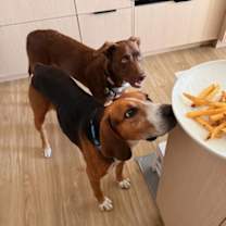 Thumbnail photo of Sweetie Pie #1 #2