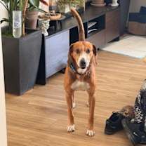 Thumbnail photo of Sweetie Pie #1 #3