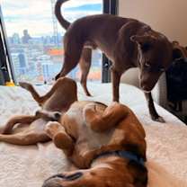 Thumbnail photo of Sweetie Pie #1 #4