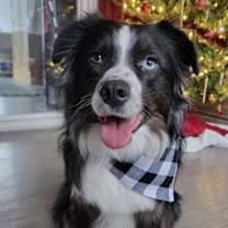 Thumbnail photo of 0995 Oreo #1