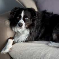 Thumbnail photo of 0995 Oreo #3