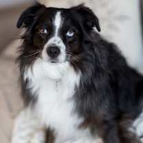 Thumbnail photo of 0995 Oreo #4