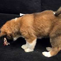 Thumbnail photo of PUPPY DENNIS #2