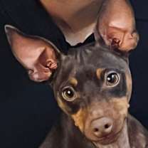 Thumbnail photo of SWEET PETE #2