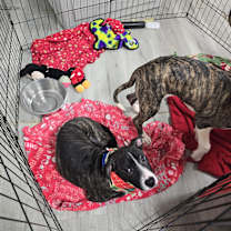 Thumbnail photo of Turkey #1